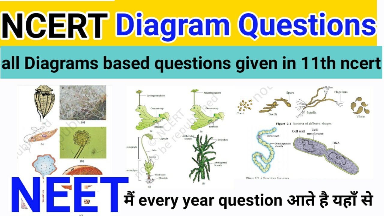 case study based questions class 11 biology chapter 17