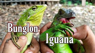 BIAR GAK SALAH!!! membedakan iguana dengan bunglon