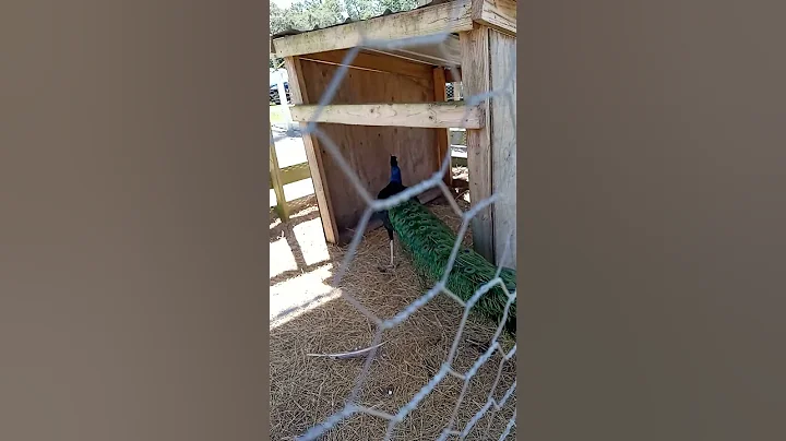 farm mother's day with my beautiful sister & nephew tour Tampa Florida animals music