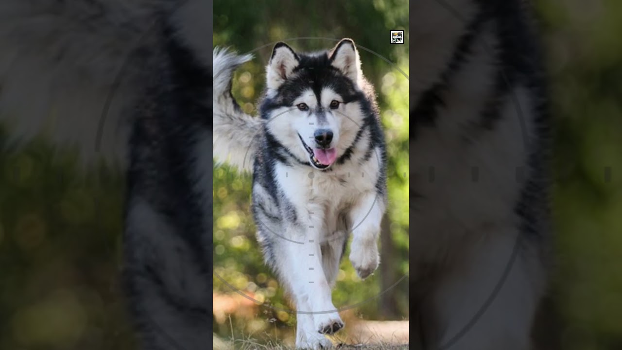 Quick Alaskan Malamute Facts - The Alaskan POWERHOUSE - Animal a Day #shorts #animals