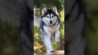 Quick Alaskan Malamute Facts  The Alaskan POWERHOUSE  Animal a Day #shorts #animals