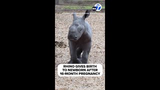 Rhino Gives Birth To Newborn After 16-Month Pregnancy