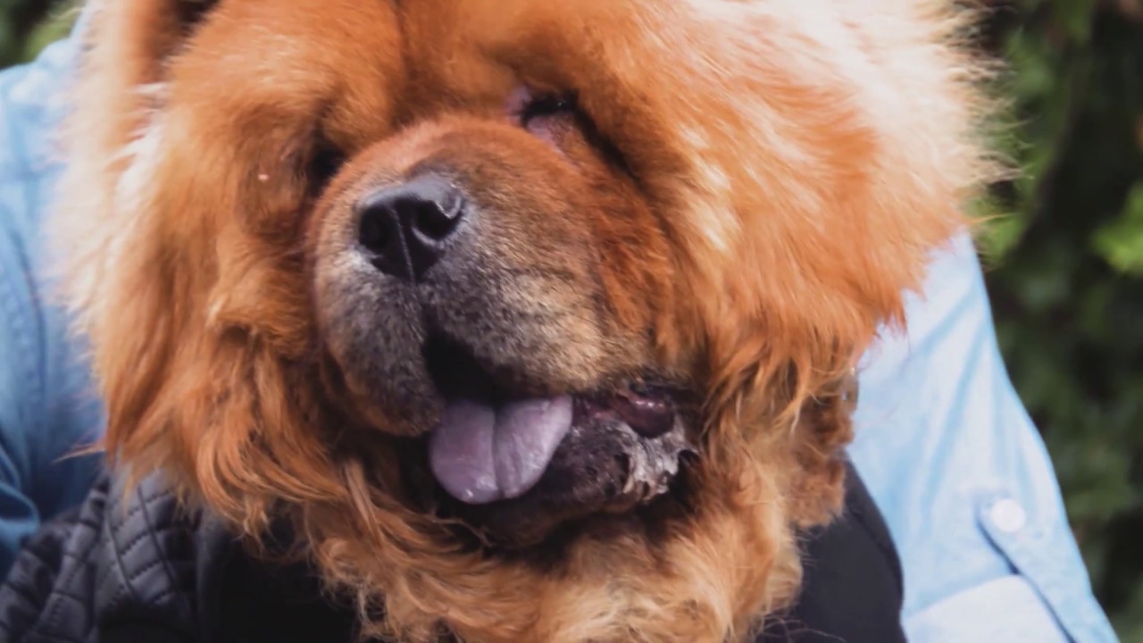 Meet Instapooch @SpencerTheChow - S1 Ep6