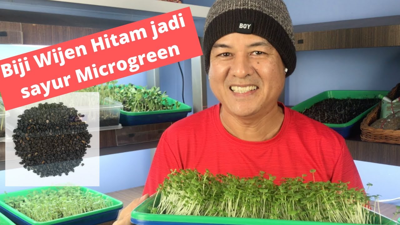Wijen Hitam bisa di Tanam jadi Sayur, Panen 10 hari - Microgreen 