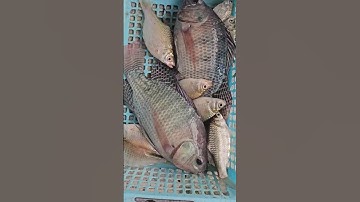 Miền Tây mùa nước nổi, câu một lát đủ ăn #mẹohaycuộcsống #tintuc