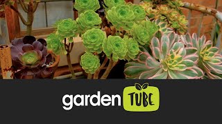 All About Aeoniums