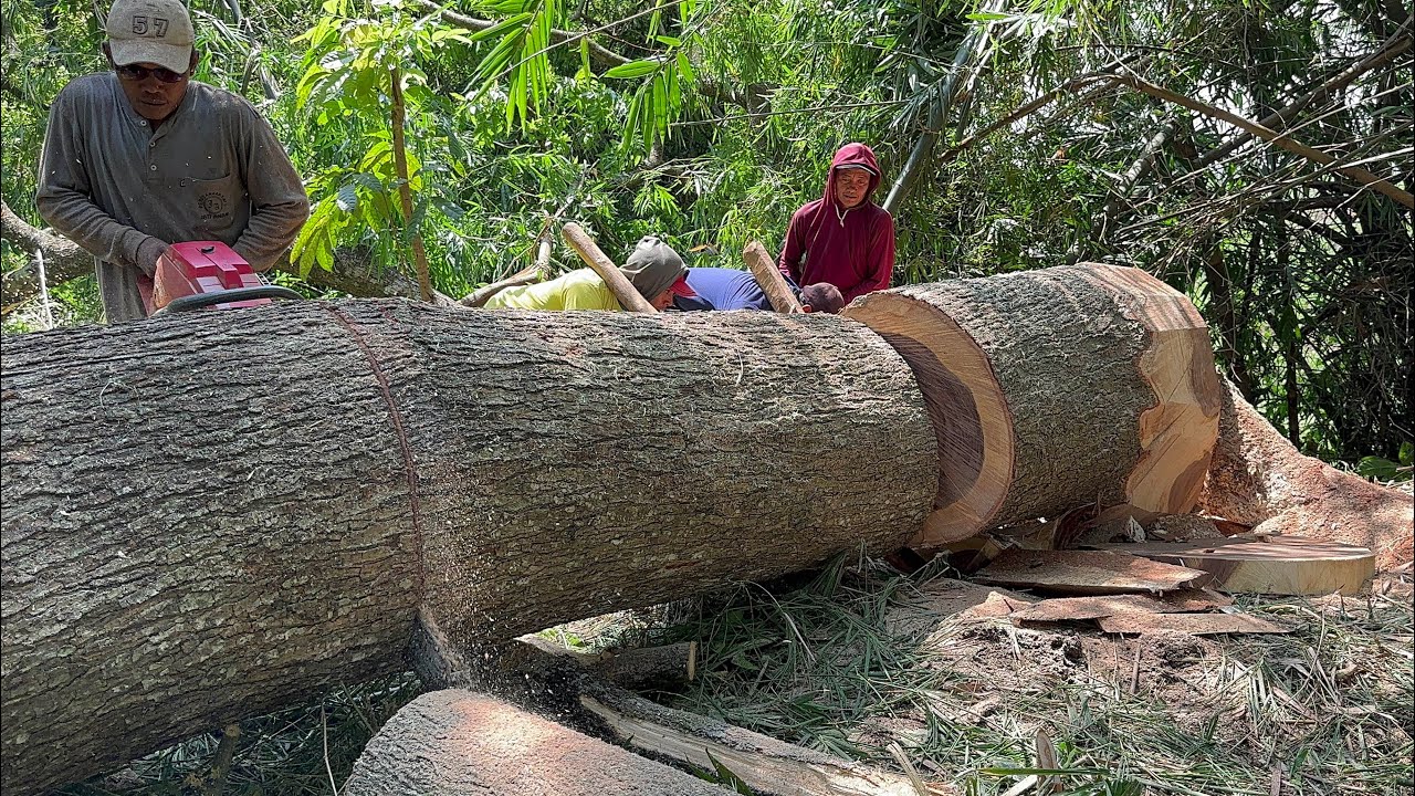 Dangerous work... Cut down 2 towering trembesi trees !! - YouTube