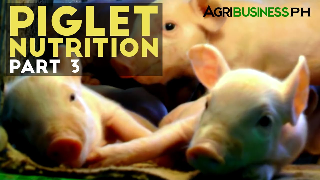 Piglet Nutrition Part 3 Proper Piglet Care and Management