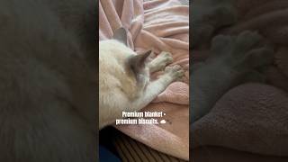 Peak cozy vibes. 🥰 #shorts #siamese #cozyvibes #makingbiscuits #petparents