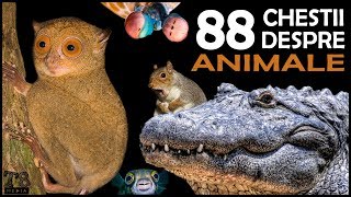88 de Chestii Interesante despre Animale