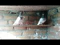 Pakistani Nice One Teddy Pigeon Pair