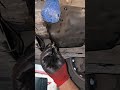 Replacement engine oil chamber bolt tried problem #auto #mechanic #shorts #ideae