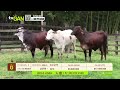 Tu vitrina ganadera- TvAgro por Juan Gonzalo Angel
