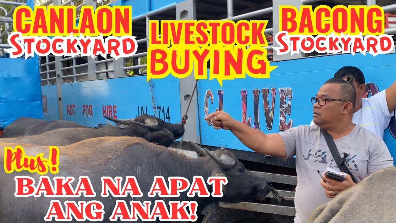 BAKA NA APAT ANG ANAK | LIVESTOCK BUYING AT CANLAON AND BACONG STOCKYARD | BYAHE NI ROGER