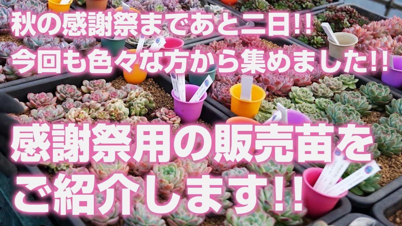 Succulents] Only two days left until Autumn Thanksgiving