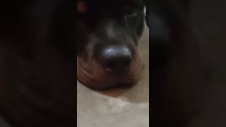 Rottweiler Female Teeth