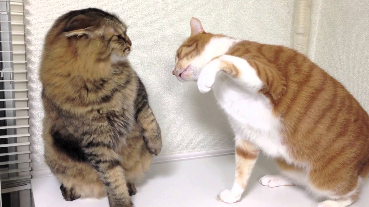 ネコパンチ Fighting Cat 関戸光賀 Youtube