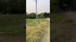 gaua ka shuna moosum🙏🙏😇😇😇#sitadevi #