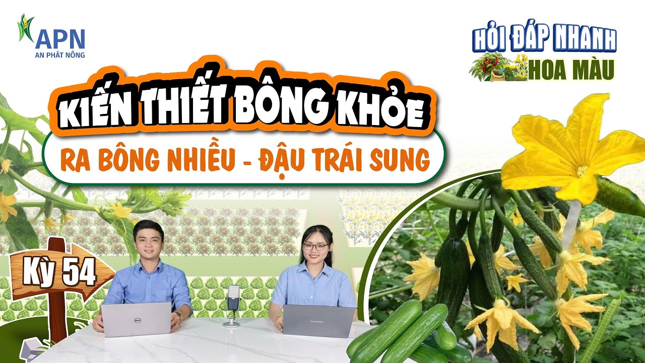 APN - HỎI ĐÁP TRỰC TIẾP | CÁC VẤN ĐỀ RA HOA ĐẬU TRÁI TRÊN DƯA, BẦU BÍ & CÀ ỚT