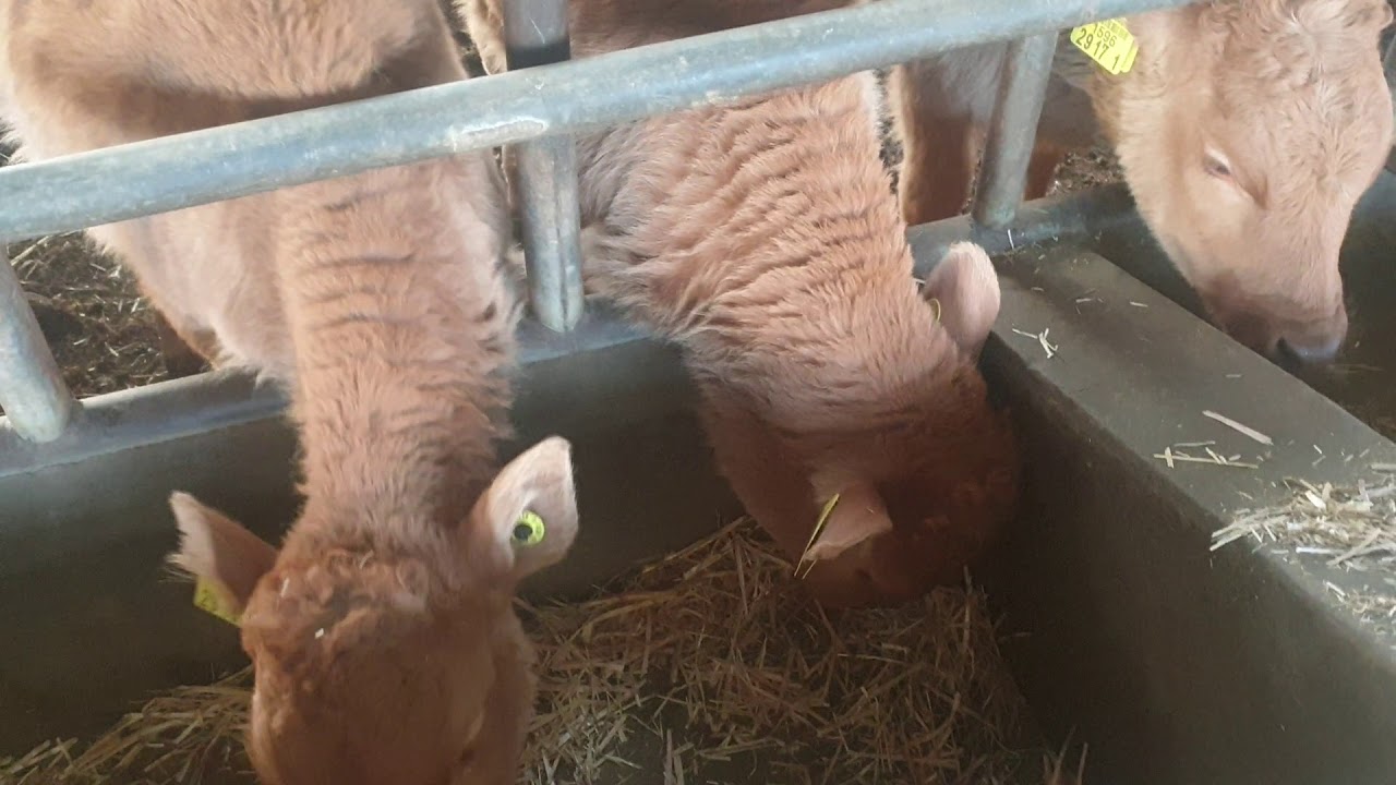 (우리집 한우 축사) 1~6개월  송아지 사료에 관리에 관한 개인적 이야기!!  설사만 하지 않을정도로 무제한 어린송아지 사료 급여!!