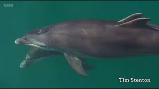 Chris Packham explains how dolphins sleep without drowning | Unihemispheric sleep | Springwatch 2024