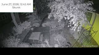 Fox skunk 6 26 2026