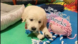 JESSICA  - 6 weeks old