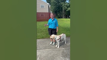 How do guide dogs lead their handlers around obstacles? #guidedog #servicedog #blind #lowvision