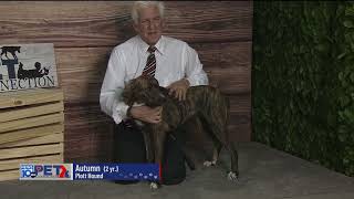 Pet Connection Autumn 12-9-22