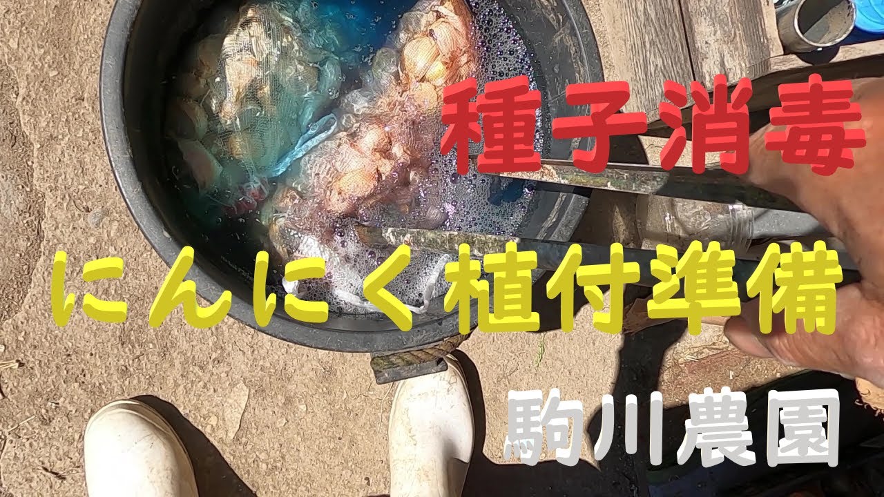 にんにく植付準備 種子消毒 平戸にんにく 目指せ100品目 邑南町 駒川