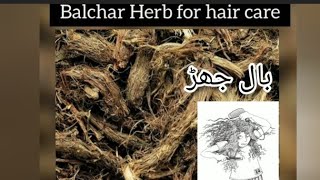 Balchar Herb for Baldness/ Hairloss/ Other Uses