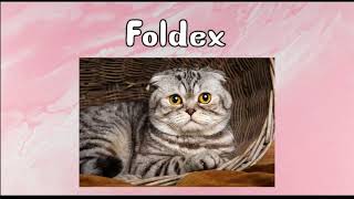 Every CAT BREED In The World List (A-Z)