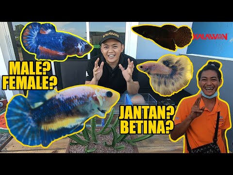 [SENANG] CARA BEZA JANTAN DAN BETINA BETTA FISH @ IKAN LAGA