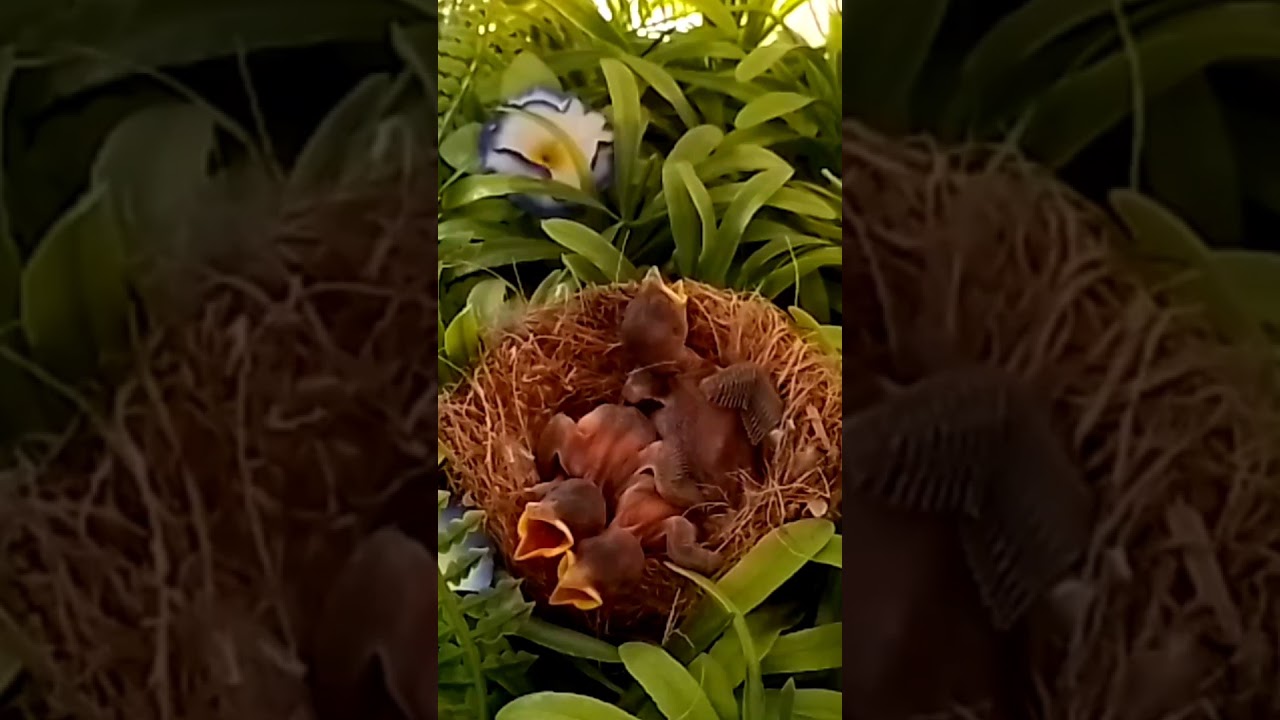 house-sparrow baby birds fall head over heels[baby village review]