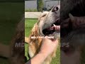 Wait for the surprise… #mls #soccer #dog #soccer