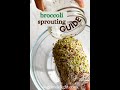 最高のスルフォラファンのためにブロッコリースプラウトを育てる