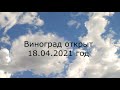 Виноград раскрыт, как защитить от заморозков 22 04 2021 год