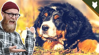 How To Get Your BERNESE MOUNTAIN DOG TO STAY
