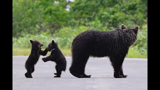 I discovered a mother and her baby brown bear for the first time