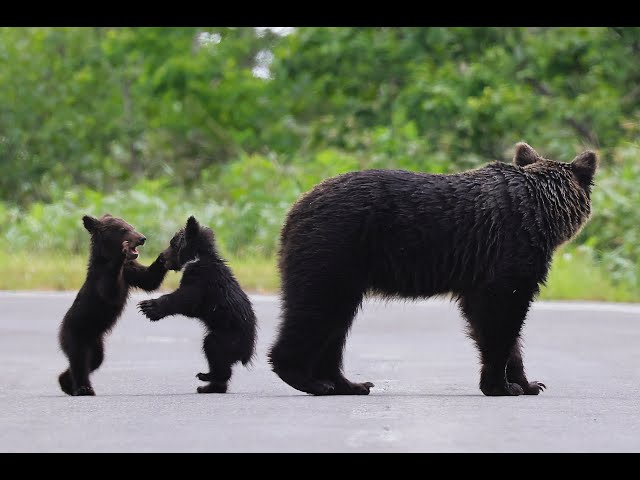 I discovered a mother and her baby brown bear for the first time