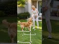 4-Piece Dog Agility Training Set