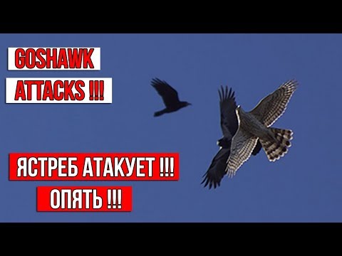 Ястреб снова атакует моих голубей | The hawk attacks my pigeons again