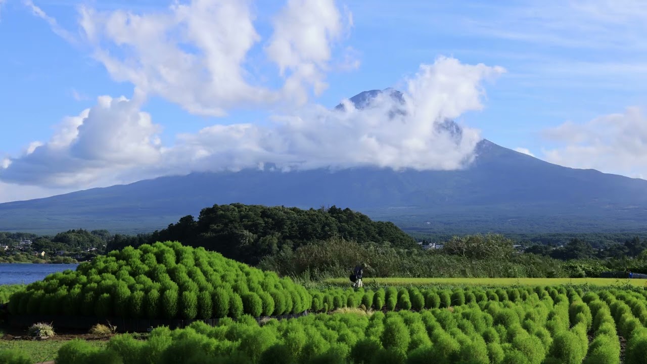 8kタイムラプス 大石公園 コキア Youtube