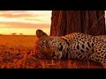 Deep Sleep Music | Peaceful Leopard Sleeping at Dusk | 10 Minutes of Calm