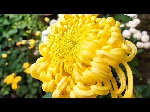 Phool Fulyo Shalom Lay Aunty Vanyo Bojulai Smitabaruwal2380