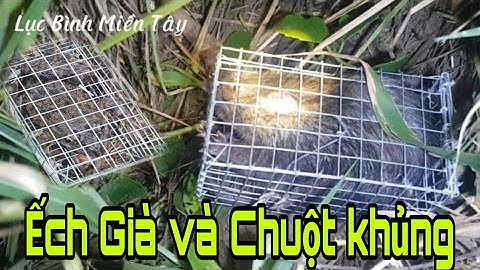 Bẫy chuột gặp cống nhum siêu khủng và con ếch già quá đã luôn