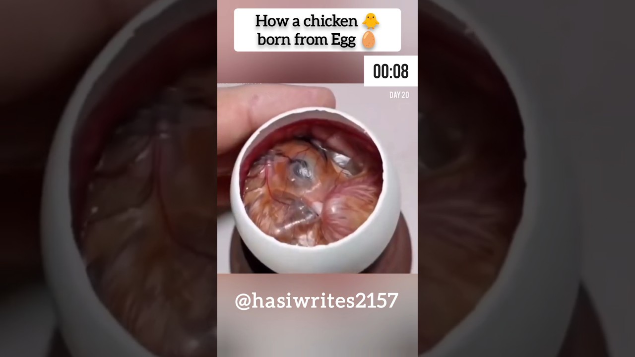 Miracle of ALLAH | How a chicken born from Egg #ALLAH #miracle #transformation #babychiken #born