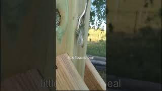 Backyard Moving Target