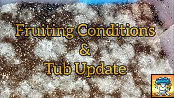 When to Start Fruiting Conditions & Tub Update