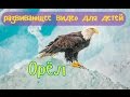 ОРЁЛ. Развивающее видео для детей.